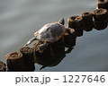 かめの甲羅干し 1227646