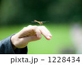 手乗りトンボ 1228434