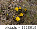1228619