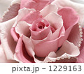 薔薇のメリア 1229163