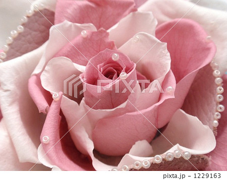 薔薇のメリア 1229163