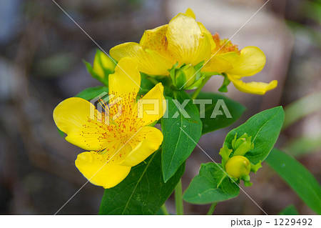 トモエソウ トモエソウ 1229492