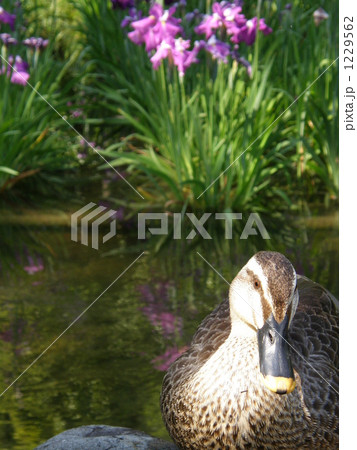カモと菖蒲 duck カモと菖蒲 duck 1229562