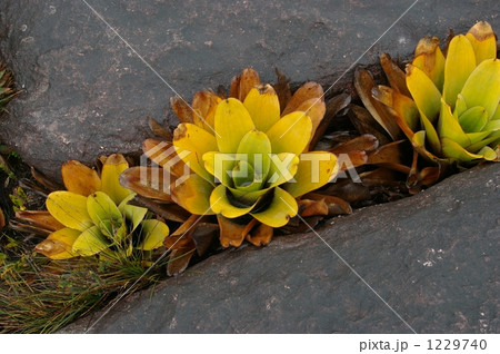 ロライマの食虫植物 1229740