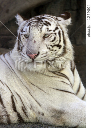 凛とした佇まいのホワイトタイガー 1229804