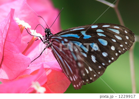 リュウキュウアサギマダラ リュウキュウアサギマダラ 1229917