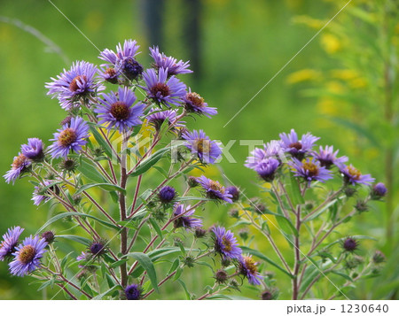 ネバリノギク 1230640