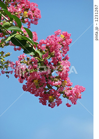 さるすべり 1231267