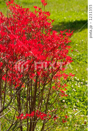 紅葉 1231355