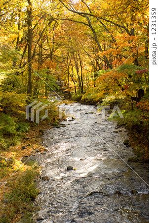 せせらぎ 1231359