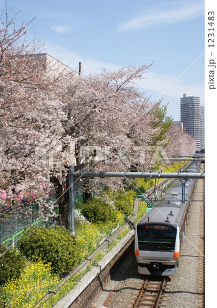 桜と鉄道と 桜と鉄道と 1231483