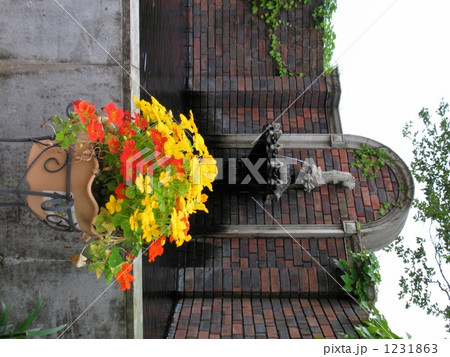 赤と黄の金漣花 赤と黄の金漣花 1231863