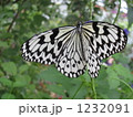 オオゴマダラ３ 1232091