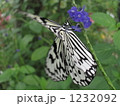 オオゴマダラ４ 1232092