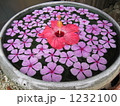 花を浮かべて 1232100