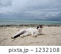セクシーな猫 1232108