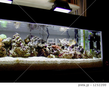 サンゴの水槽 1232200