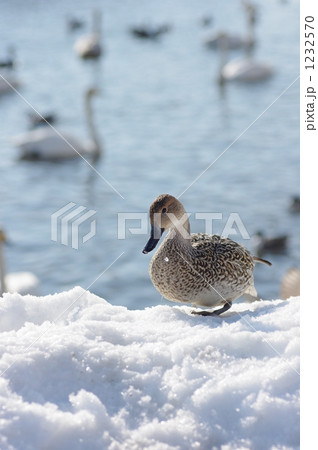 雪上のオナガガモ 雪上のオナガガモ 1232570