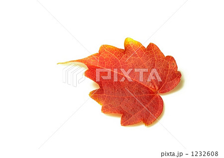 蔦の紅葉 1232608