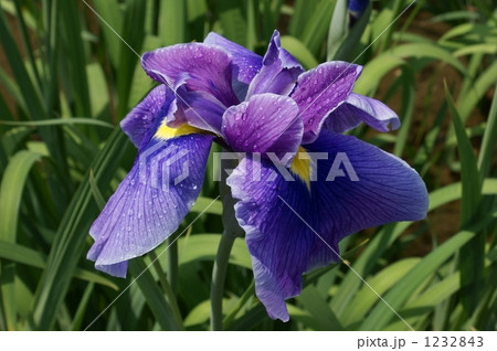 花菖蒲　浦安の舞 1232843