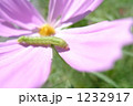 1232917