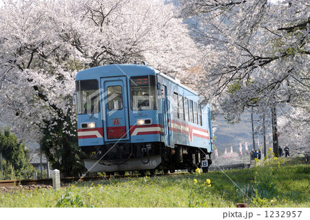 樽見鉄道　桜 1232957