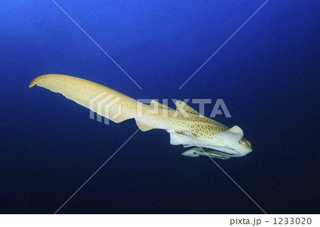 タチャイ島のレオパードシャーク タチャイ島のレオパードシャーク 1233020