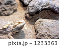 フトアゴヒゲトカゲ  1233363