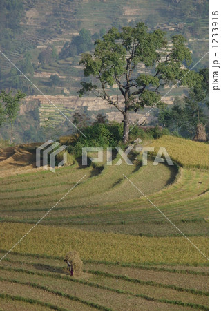 段々畑 1233918