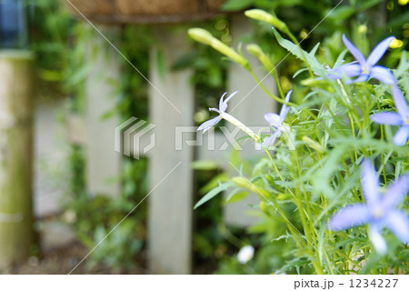 イソトマ 1234227