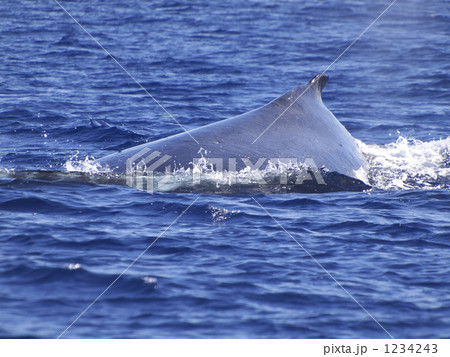 ハワイ　クジラ　ザトウクジラ 1234243