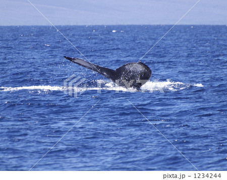 ハワイ　クジラ　ザトウクジラ 1234244