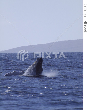 ハワイ　マウイ　クジラ 1234247