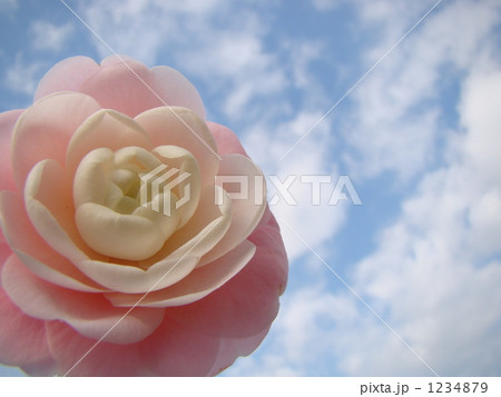 乙女つばき 乙女つばき 1234879