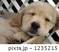 ゴールデンレトリバーの子犬 (寝顔)　 No,2 1235215
