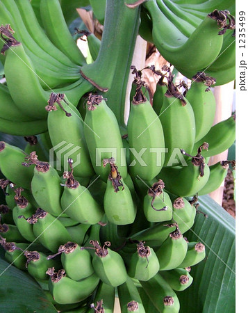 バナナ 1235499