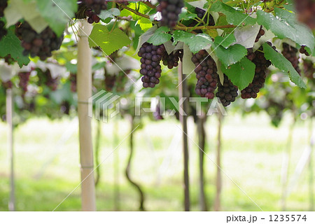 ぶどう園 ぶどう園 1235574