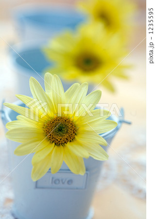 黄色い花とバケツ 1235595