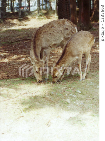 母子鹿、草を食む 1235663