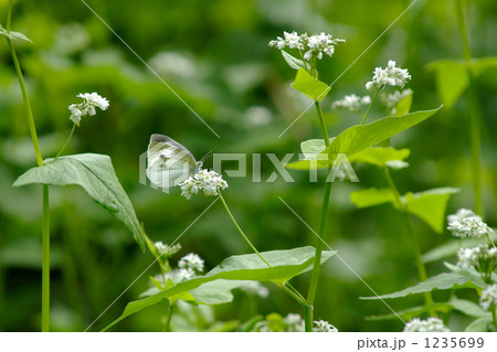 蕎麦の花とシロチョウ 1235699