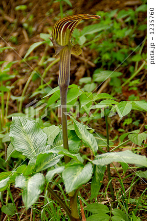 ミミガタテンナンショウ 1235760