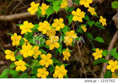 ヤマブキ 1235762