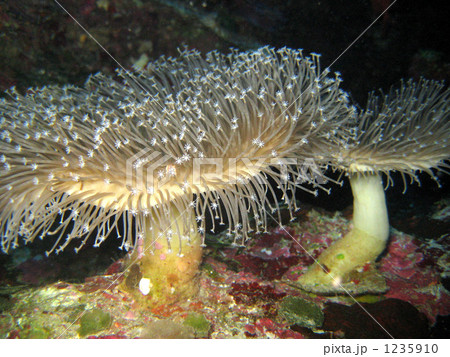 ウミキノコグリーン 1235910