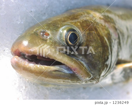 源流の主、岩魚の顔 源流の主、岩魚の顔 1236249