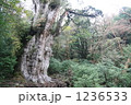 荒々しく生き続けている縄文杉 1236533