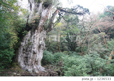 荒々しく生き続けている縄文杉 1236533