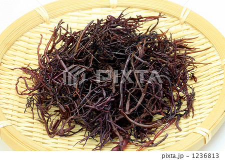 フノリ フノリ 1236813