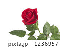赤い薔薇 1236957