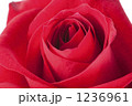 赤い薔薇 1236961