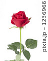 赤い薔薇 1236966